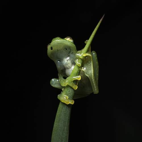 Glass Frog