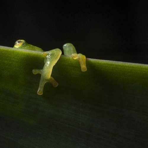 Glass Frog