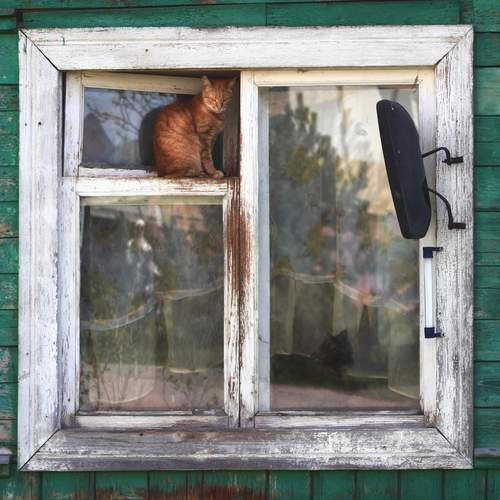 Кошки на окошке
