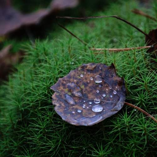 Photo #13631538