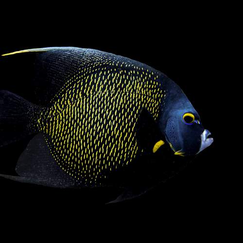 Photo #13631645