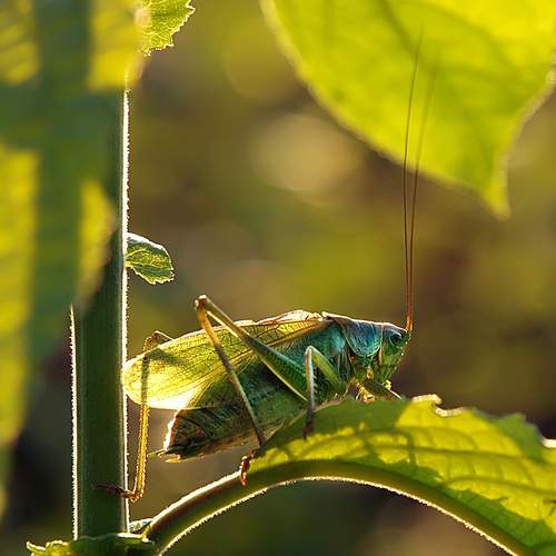 Photo #13631664