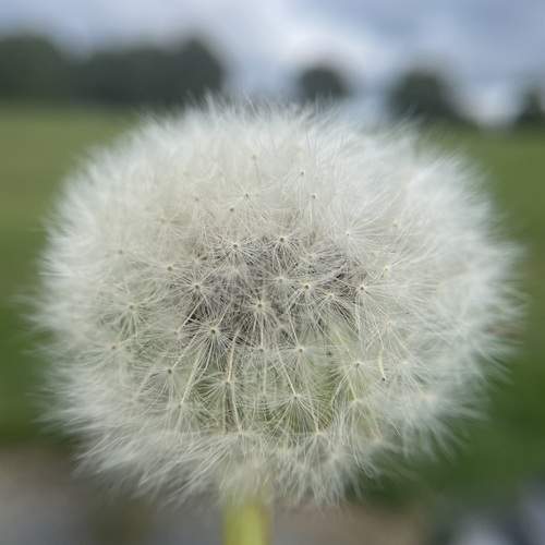 Photo #13631675
