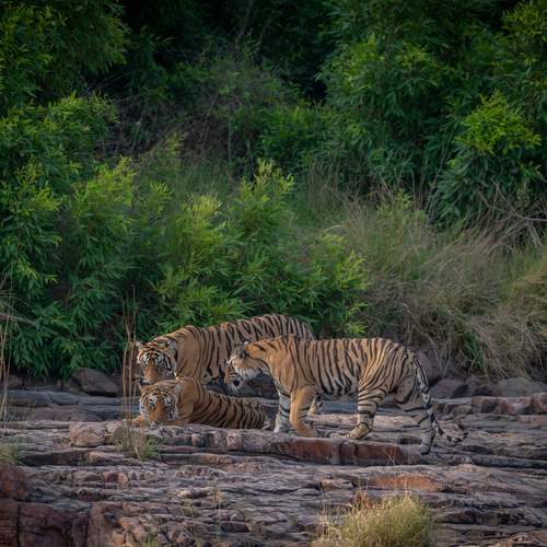 Photo #13631850