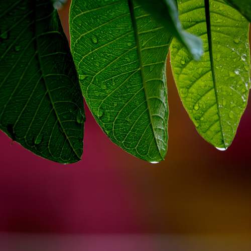 Veins of Life