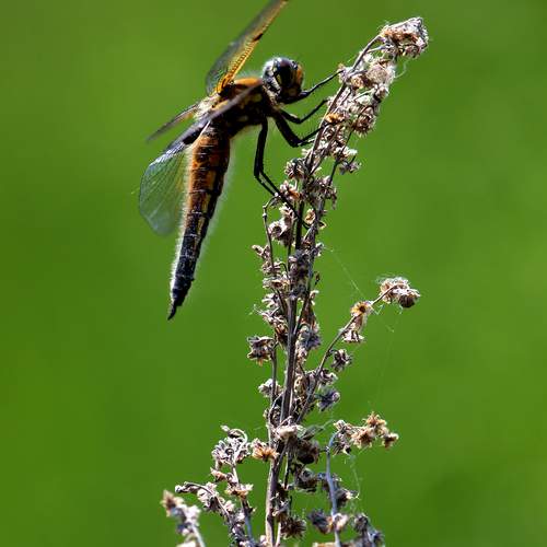 Photo #13632012
