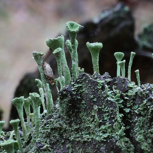 Photo #13632193