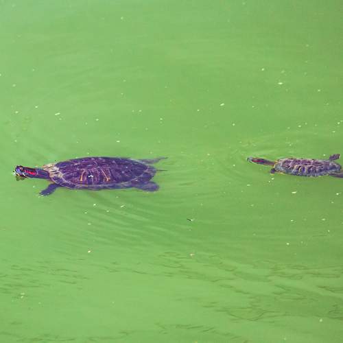 Photo #13632308
