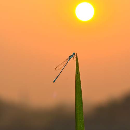 Photo #13632596