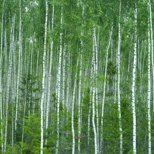 Photo #13632853