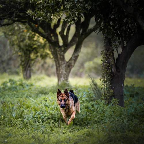Photo #13633010