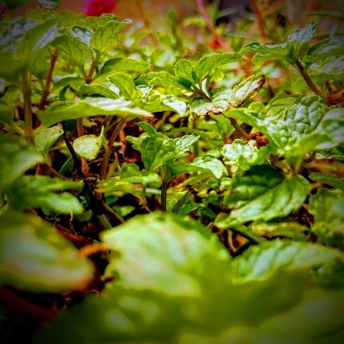 Photo #13633505