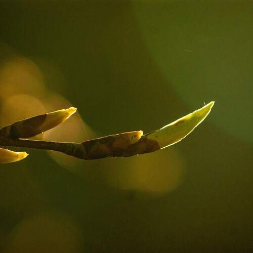 Photo #13633540