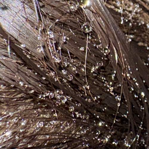Pearls are studded in the hair