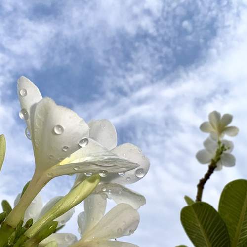 Petals drop