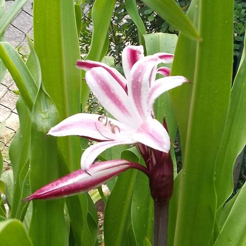 Photo #13633606