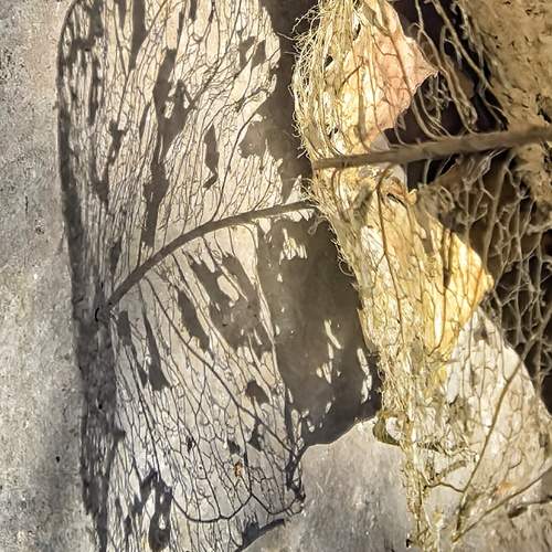 Still life and shadows