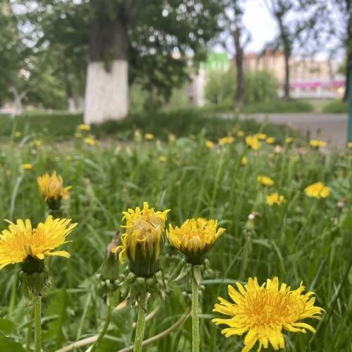 Photo #13633797