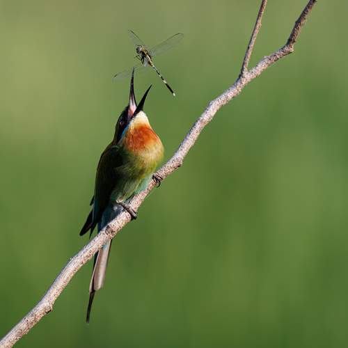 A Blue Tailed Bee Eater trying to consume a dragonfly