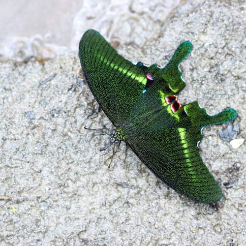 Peacock butterfly