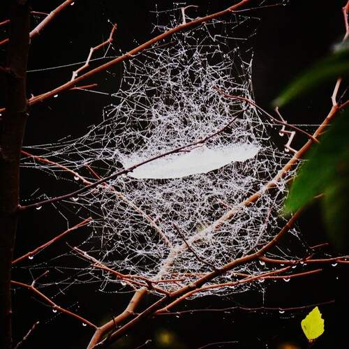 Web