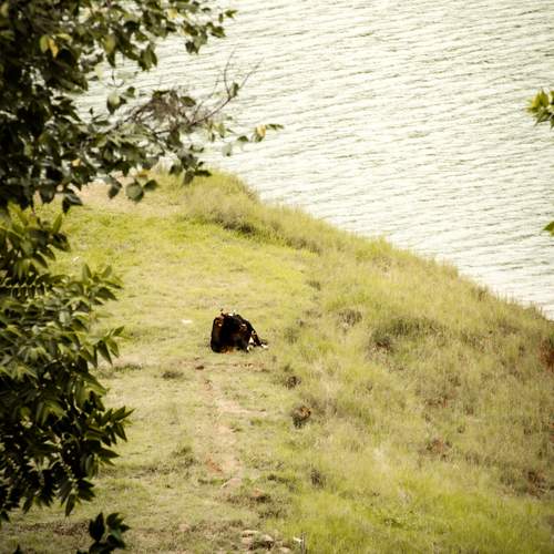 Photo #13634115