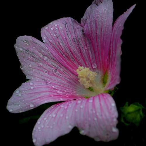 Photo #13634232