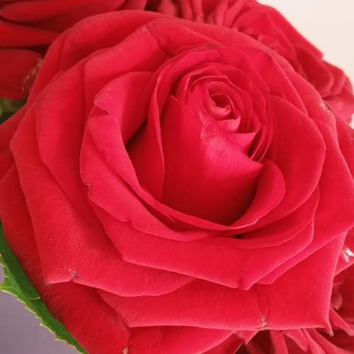 Photo #13634245