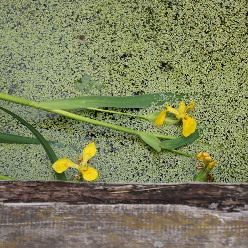 Photo #13634714