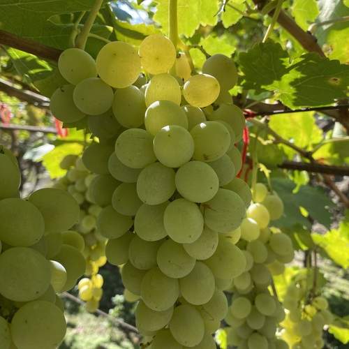 Photo #13635385
