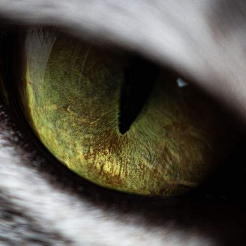 Photo #13635792
