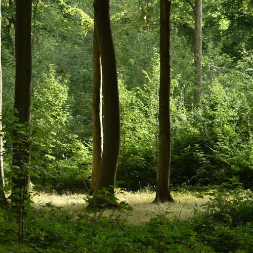 Forest greens