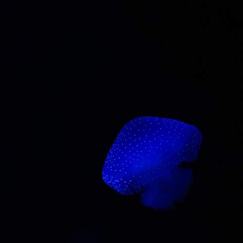 Photo #13635900