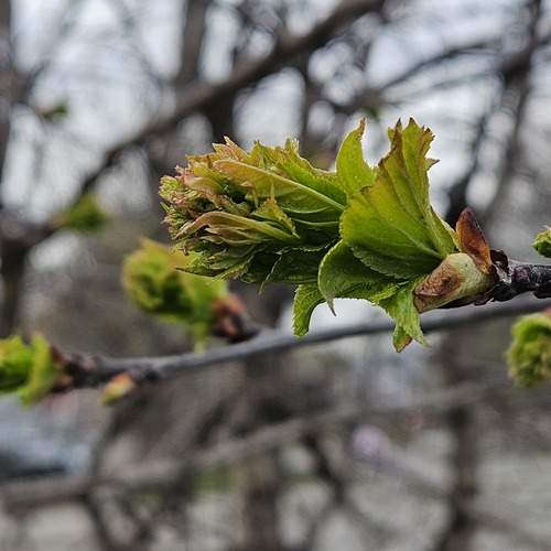 Photo #13636038