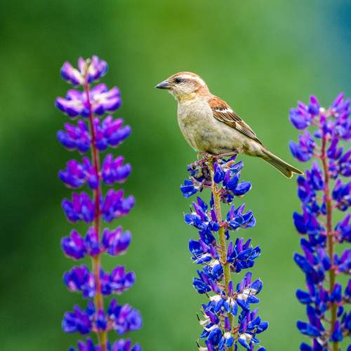 Russet sparrow