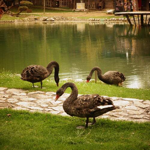 Photo #13636224