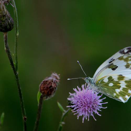 Photo #13636331
