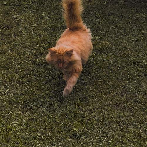 Photo #13636340
