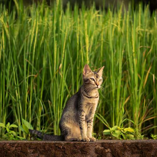 Photo #13636665