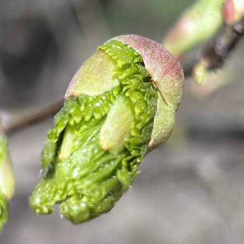Photo #13636818
