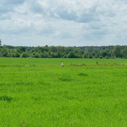 Photo #13637069