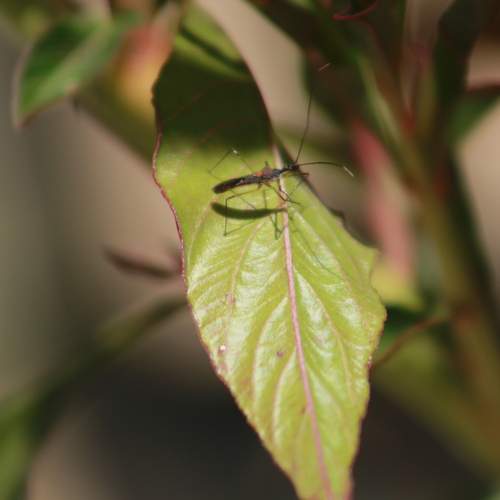 Photo #13637108