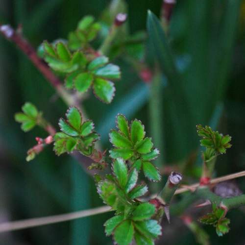 Photo #13637125