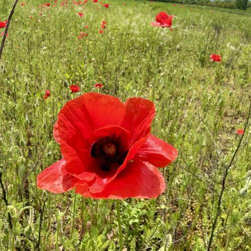 Photo #13637247
