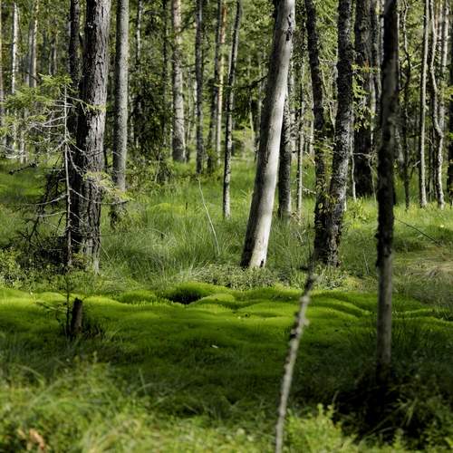Photo #13637608