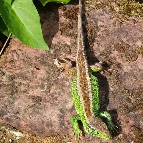 green lizard 2026.