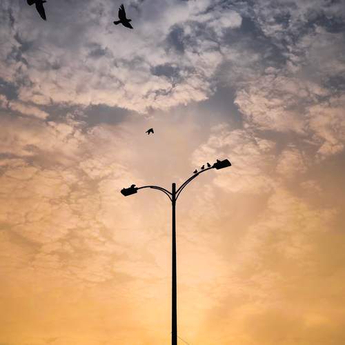 Where Silence Learns to Fly