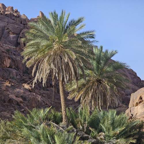 Palm trees in between the mountains