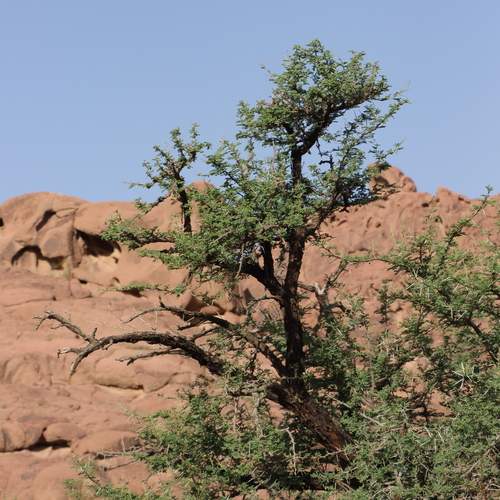Green plant and red mountain