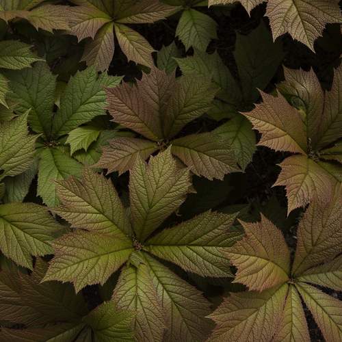Photo #13638415